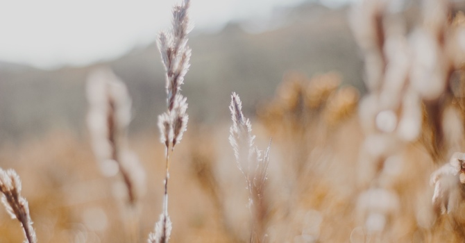 Beyond DBT Skills: Why BPD Treatment Needs More Than Symptom Management image