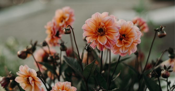 Understanding Borderline Personality Disorder: BPD Therapy & Support in Markham and the Greater Toronto Area